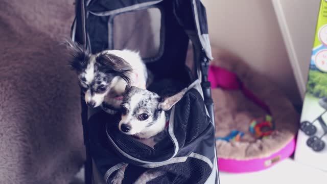 Распаковка зоомагазинных покупок: что купили для питомцев? 🛍️🐶🐱 смотреть онлайн