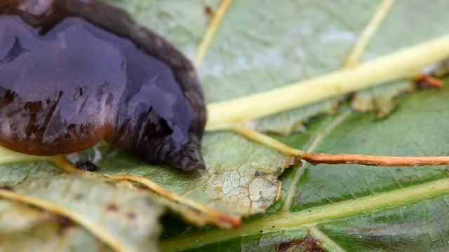 Grote gevlekte landplatworm Obama nungara смотреть онлайн