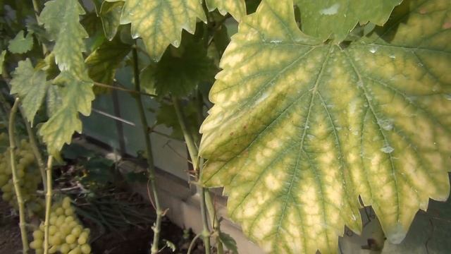 Обзор сортов в теплице. Часть 1. Достоинства сортов. В гостях у Саши смотреть онлайн