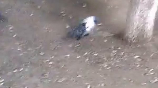 Бой голубей