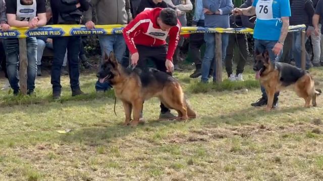 МОЛОДЫЕ СУКИ, суд. Beggiato Stefano | моно немецких овчарок Неаполь 06/04/2025