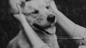 Дай, Джим, На Счастье Лапу Мне... ("Собаке Качалова") Сергей ЕСЕНИН