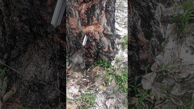 Сок березовый смотреть онлайн