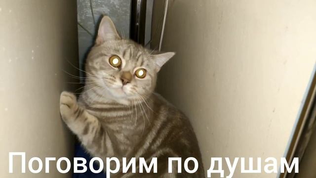 Кот говорит отойди (1 серия) смотреть онлайн