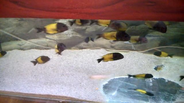 Трофеус Мура Икола Кайзер (Tropheus moorii var. "Ikola Kaizer”) смотреть онлайн