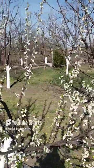 весна 2024 смотреть онлайн