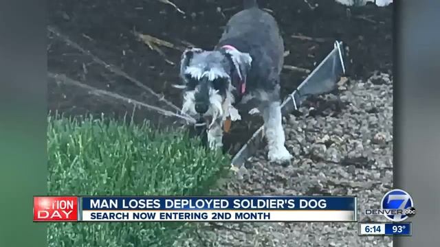 Man Loses Deployed Soldier's Dog, Pleads With Community To Help Find Lola
