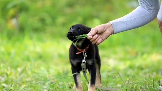 Щенок Арабика ждёт своих родителей смотреть онлайн