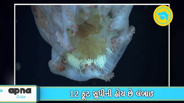 Rare 'seven-arm' octopus spotted eating jellyfish смотреть онлайн