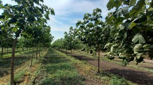 Павловния, Свойства павловнии и ее древесины. Как начать бизнес на павловнии, Где купить саженцы.