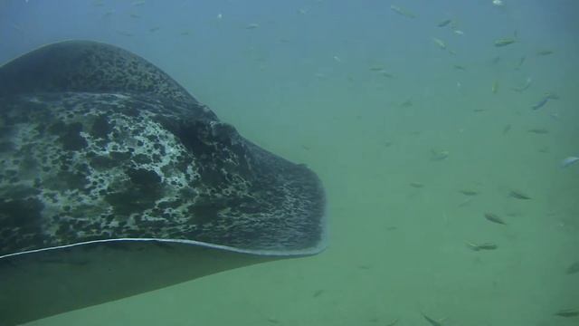 marble ray смотреть онлайн