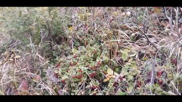 С СОБАКОЙ ЗА БРУСНИКОЙ! РЭЙ УПАЛ С БРЕВНА В ВОДУ! смотреть онлайн