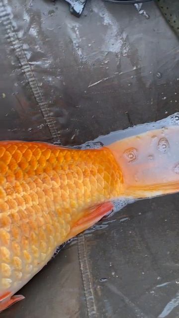 Прилбычи кубок Львова ловля карпа ,и красивейшие кои ❤️😍