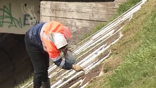 350 тысяч цветов украсят этим летом Череповец смотреть онлайн