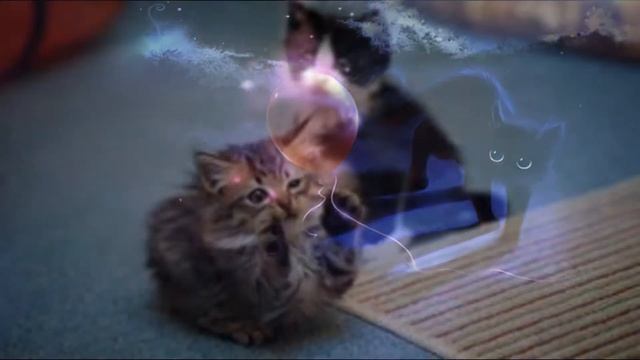 самые милые котики! смотреть онлайн