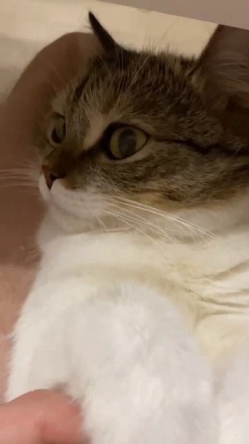 Какие милые лапки🐰🐈