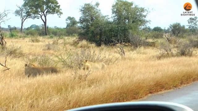 📹 Львы натыкаются на щенков диких собак, занятых перемещением логова смотреть онлайн