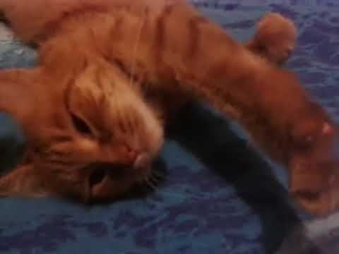 Кошачий релакс #кошка #котики #мойпитомец #mypet #cat
