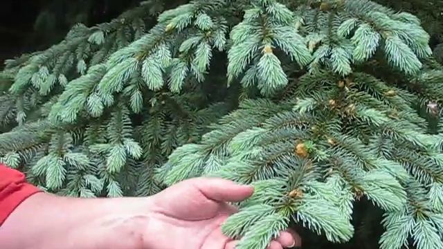 Blue Spruce Rhozoshaera Needle Cast смотреть онлайн