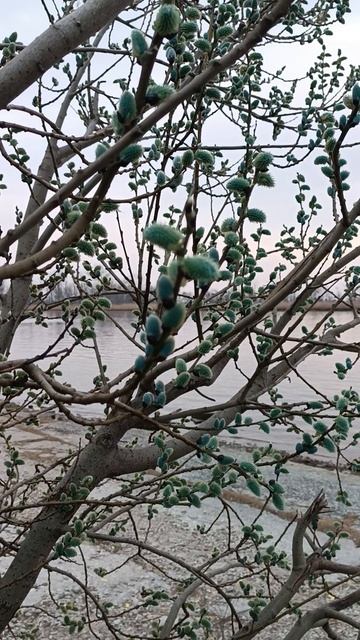 что случилось с вербой? смотреть онлайн