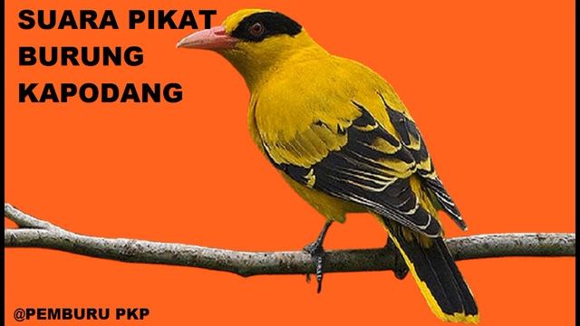 Suara Pikat Burung Kapodang смотреть онлайн