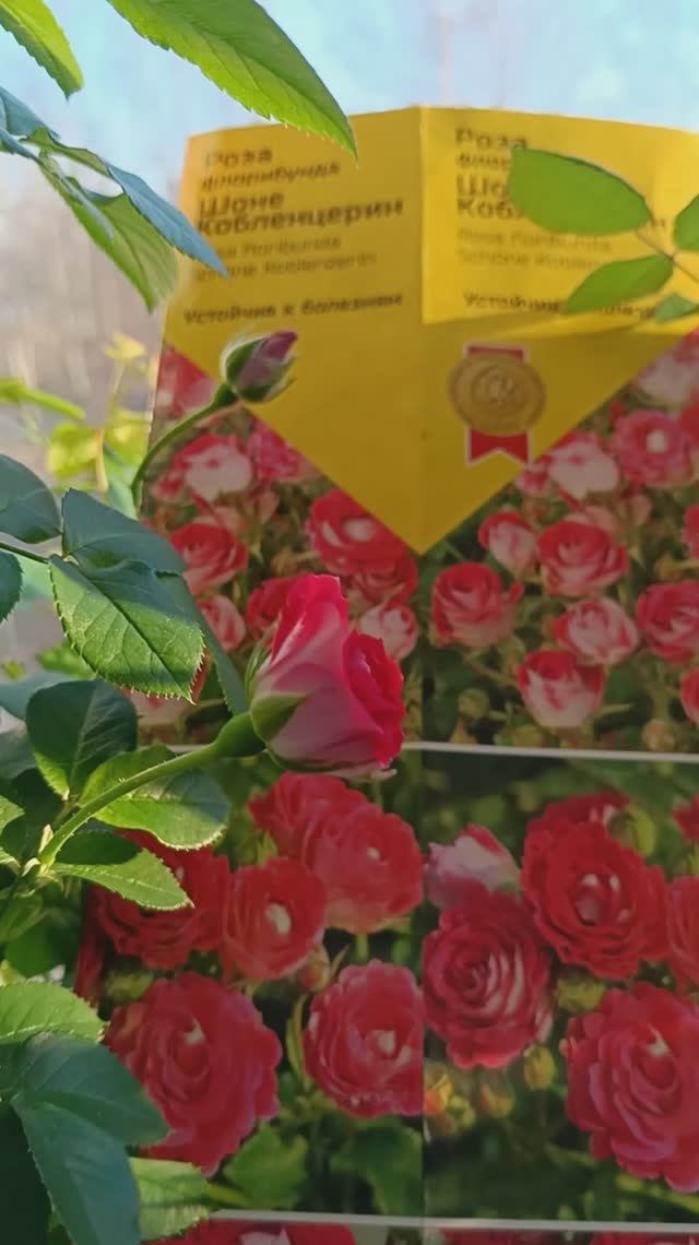 Совпали ли сорта роз из коробок?