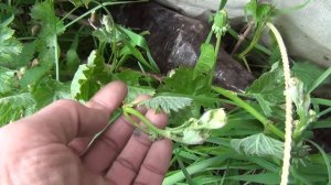 ЗАМОРОЗКИ бьют урожай. Как ПОМОЧЬ замороженным РАСТЕНИЯМ