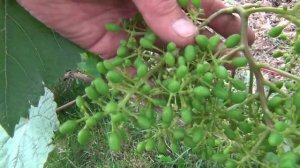 Защита винограда. Помощь в  Июле. 1 серия