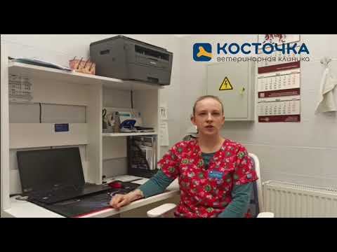 Блохи у собак и кошек смотреть онлайн