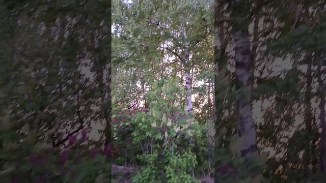 соловей заливается... смотреть онлайн