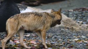 Волки острова Ванкувер 2 серия «Лето» (документальный сериал, 2022)