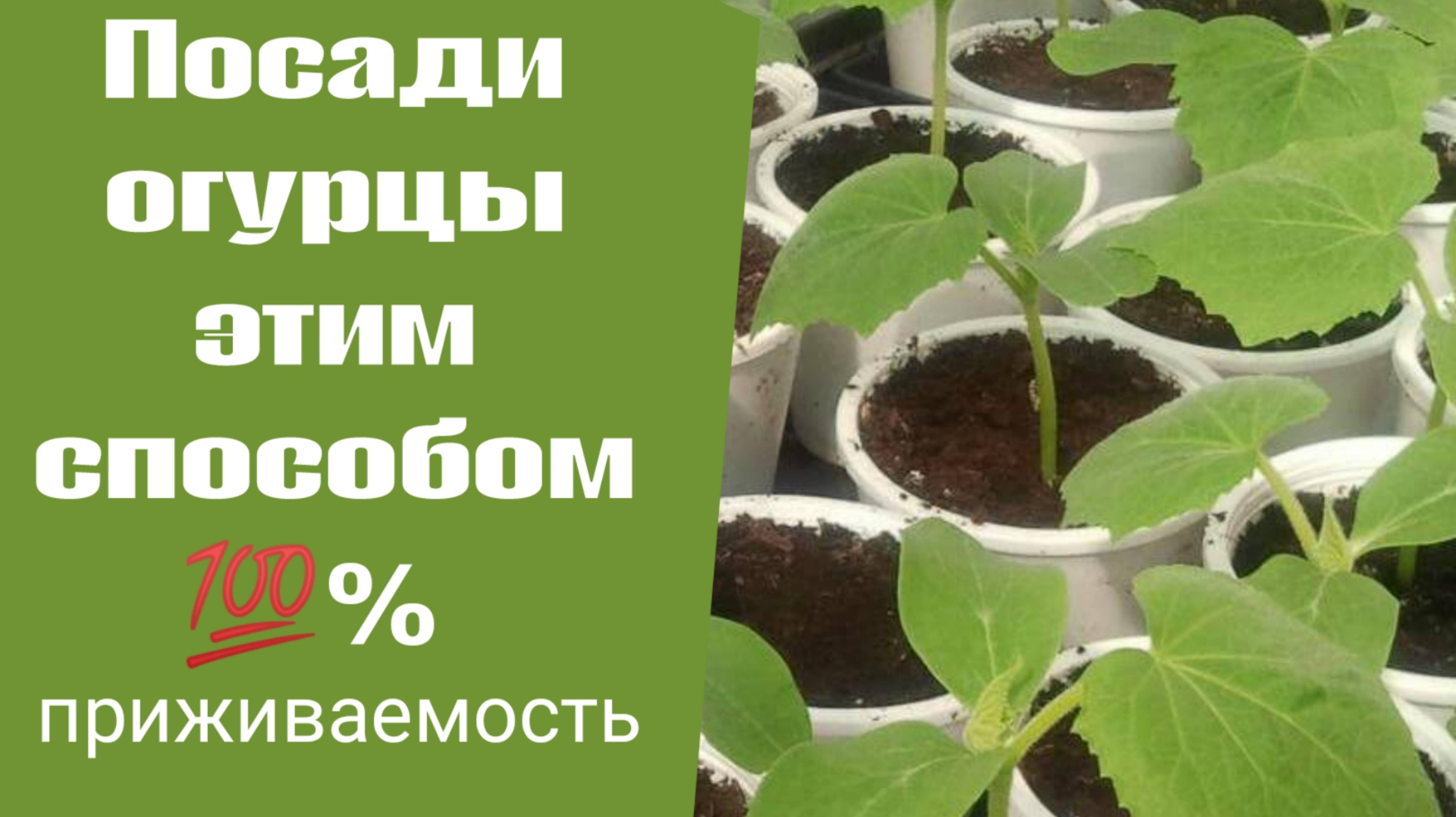 Посади Огурцы Этим способом!!