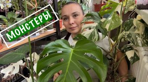 Монстеры. Нашла идеальный грунт для своих монстер.