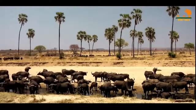 Львы Битва прайдов😍 Львы Битва прайдов новое видео👍 смотреть онлайн