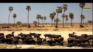 Львы Битва прайдов😍 Львы Битва прайдов новое видео👍