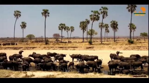 Львы Битва прайдов😍 Львы Битва прайдов новое видео👍