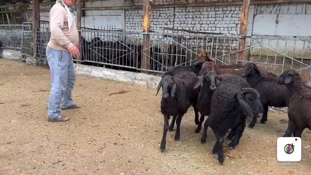 QOQON OPTOM QOY BOZORI 24-soat ishlamoqda смотреть онлайн