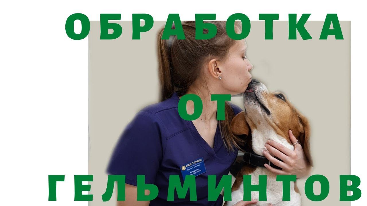 Зачем обрабатывать кошек и собак от гельминтов (глистов) смотреть онлайн