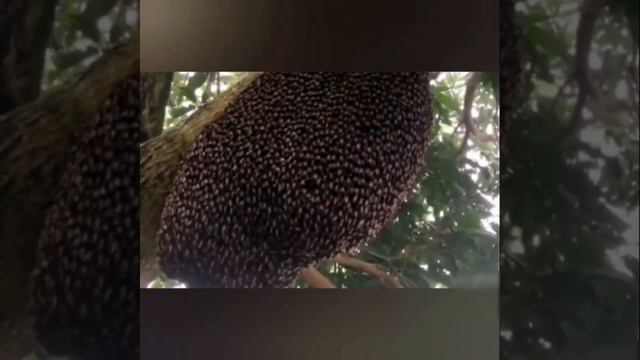 Можно сказать это танец пчел смотреть онлайн