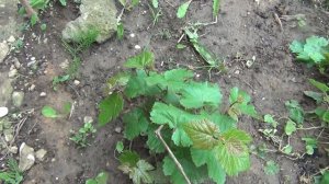 КАК ФОРМИРОВАТЬ КУСТ ВИНОГРАДА НА 2-й ГОД ЖИЗНИ проломкой побегов