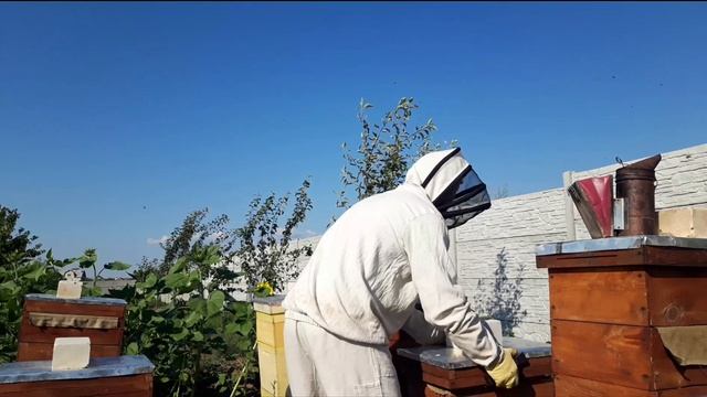 Набираем силу и уходим в зиму. Работа с пчелинными отводками. смотреть онлайн