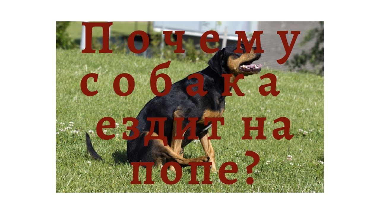 Почему собака ездит на попе? смотреть онлайн