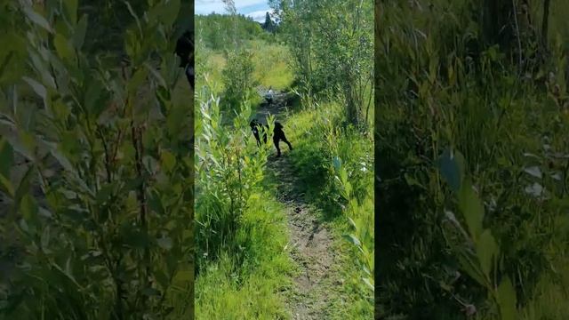 Of course they found a swamp or two to trample through! 🤦♀️ #princessturnsGIJane! смотреть онлайн