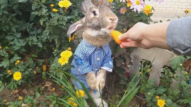 Кролик Питер.Дрессированный красавчик в рубашке. смотреть онлайн