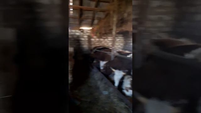 поставили 10 Бычков на откорм смотреть онлайн