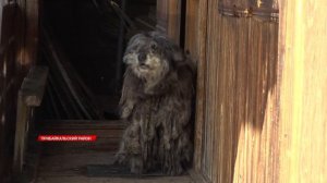 "Главное не пожар, высушить все можно." Жители СНТ Колос о внезапном потопе