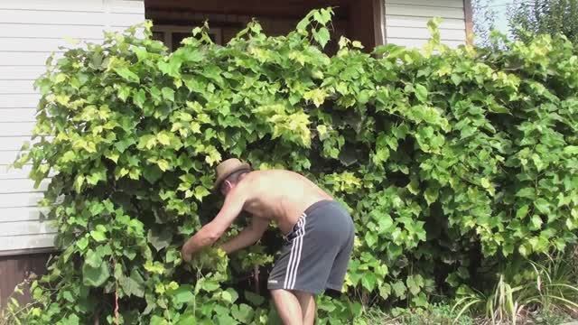 Жарко на даче// Покосил жухлую траву// Обрезал изабеллу смотреть онлайн