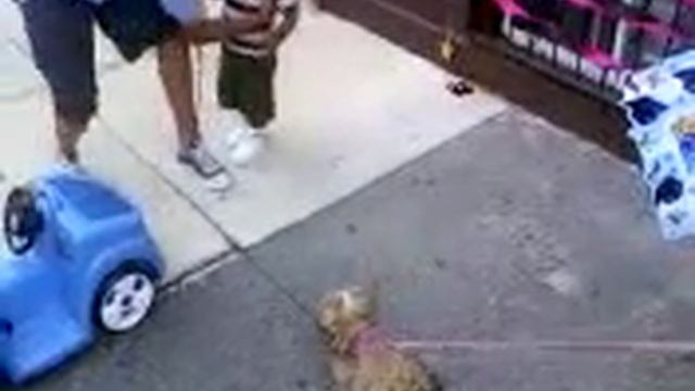 damon scared of the dog lol смотреть онлайн