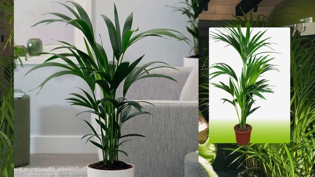 Секрет выращивания пальм/Красивая пальма - это реально! смотреть онлайн