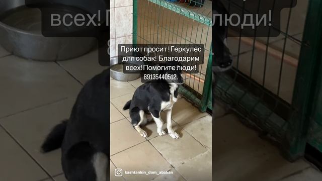 Сказки из жизни. Приют. Хакасия. Геркулес. 89135440512. смотреть онлайн